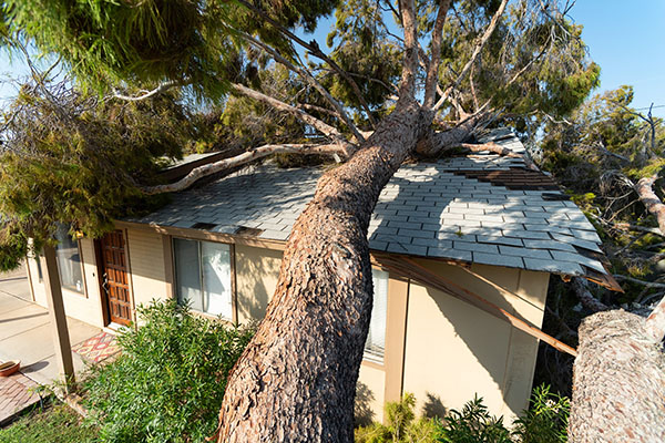 Trim Trees and Falling Hazards